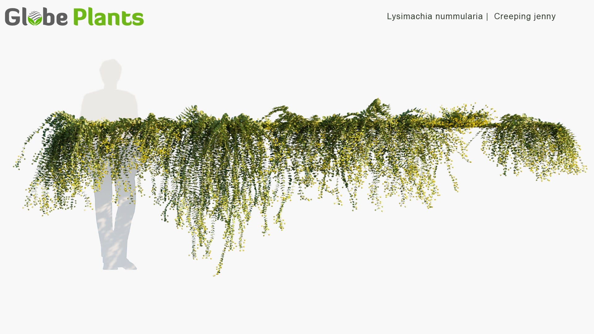Lysimachia Nummularia - Creeping Jenny (3D Model)