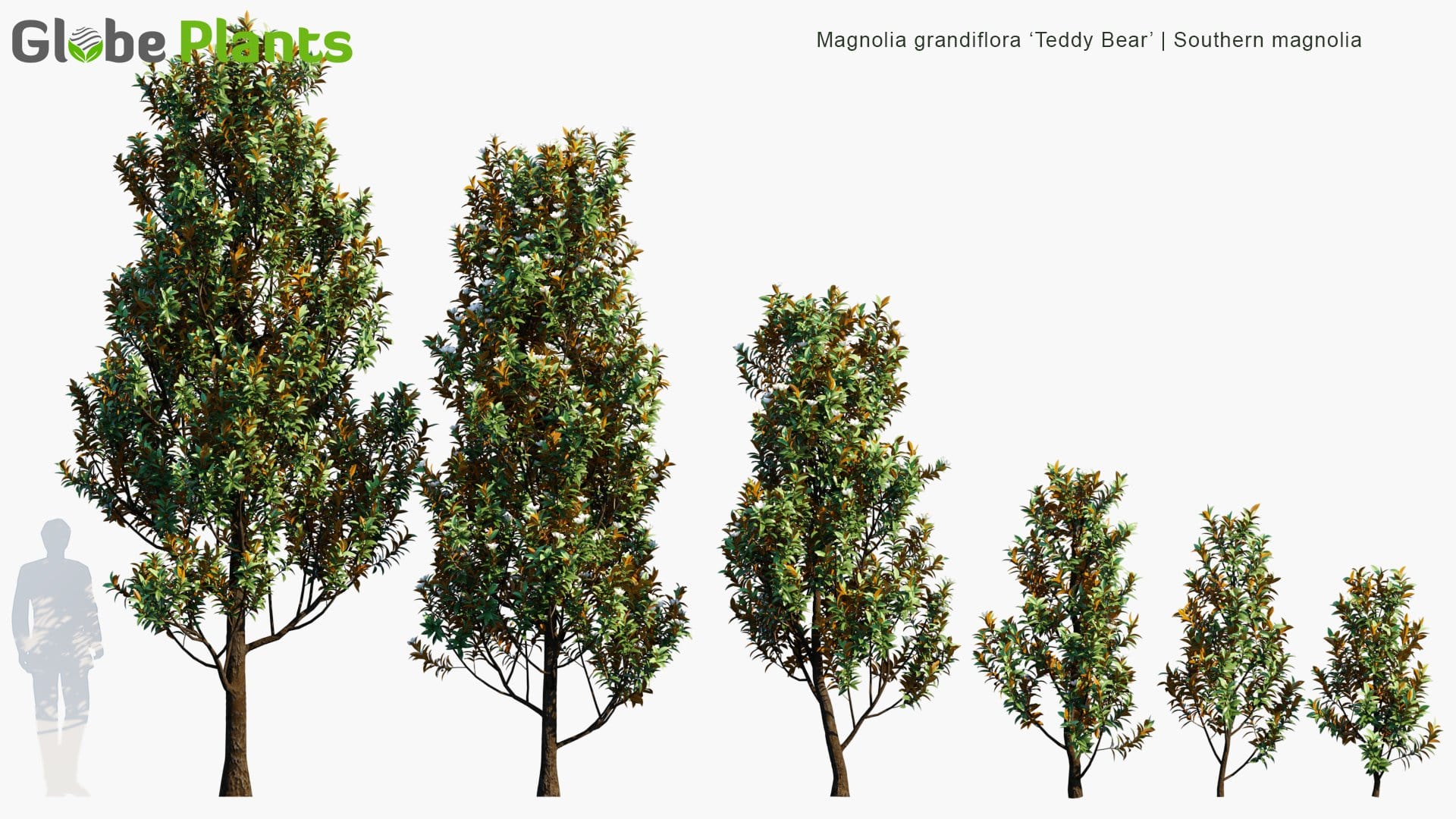Magnolia Grandiflora ‘Teddy Bear’ 3D Model