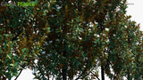Load image into Gallery viewer, Magnolia Grandiflora ‘Teddy Bear’ - Southern Magnolia (3D Model)