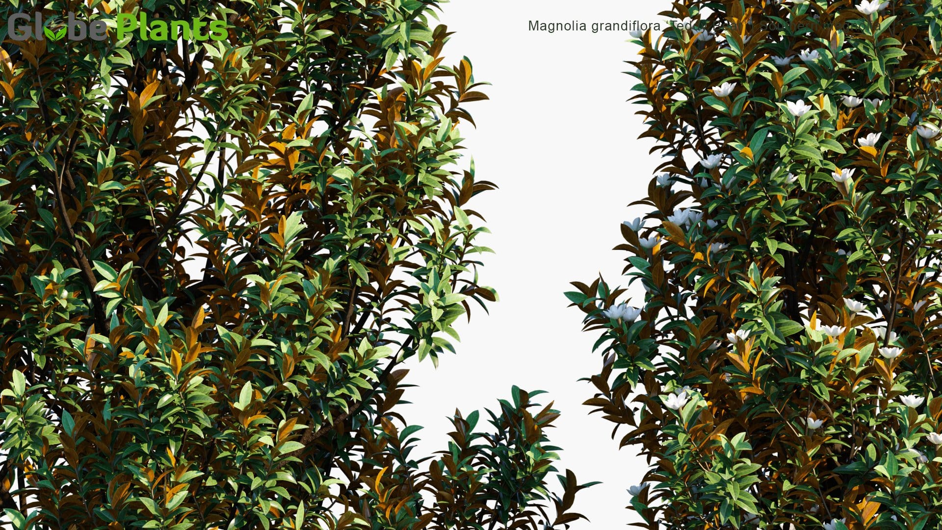 Magnolia Grandiflora ‘Teddy Bear’ 3D Model