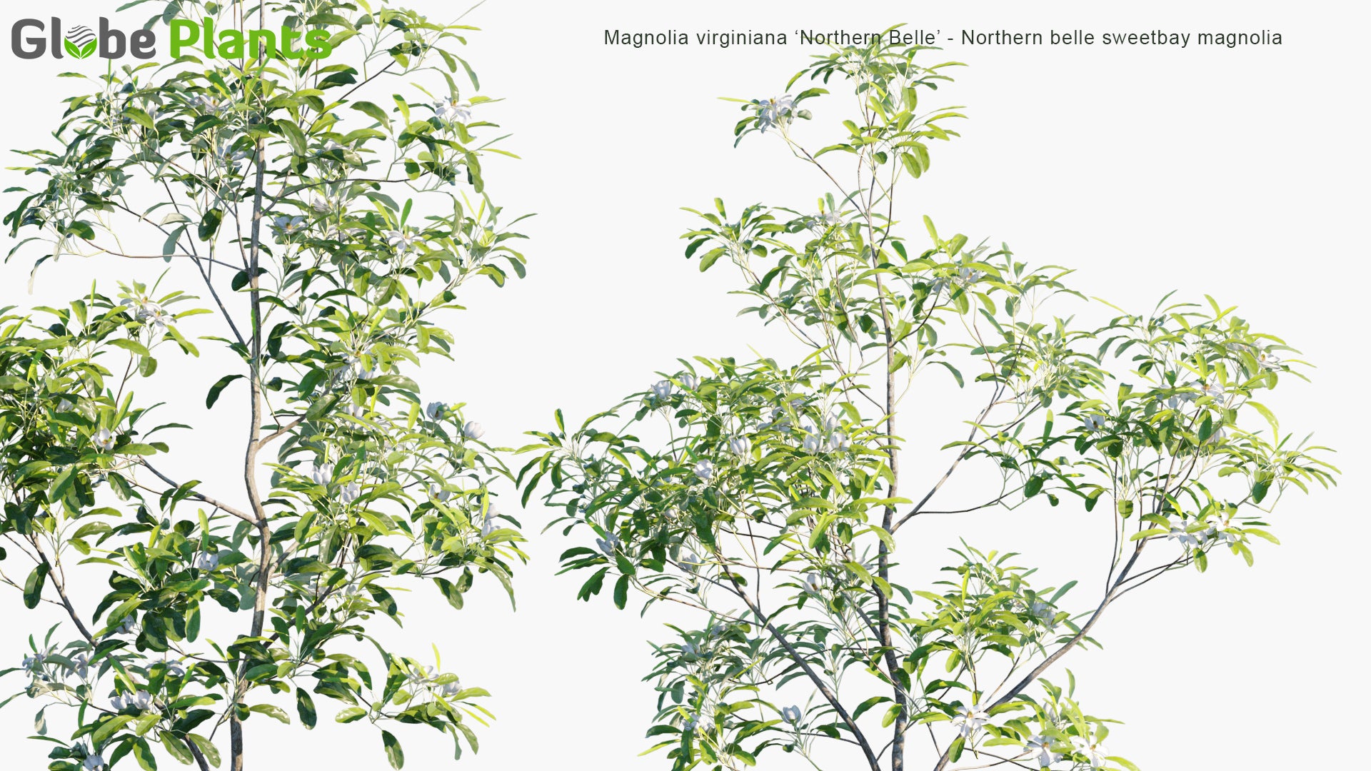 Magnolia Virginiana 'Northern Belle' - Northern Belle Sweetbay Magnolia (3D Model)