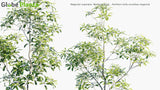 Load image into Gallery viewer, Magnolia Virginiana &#39;Northern Belle&#39; - Northern Belle Sweetbay Magnolia (3D Model)