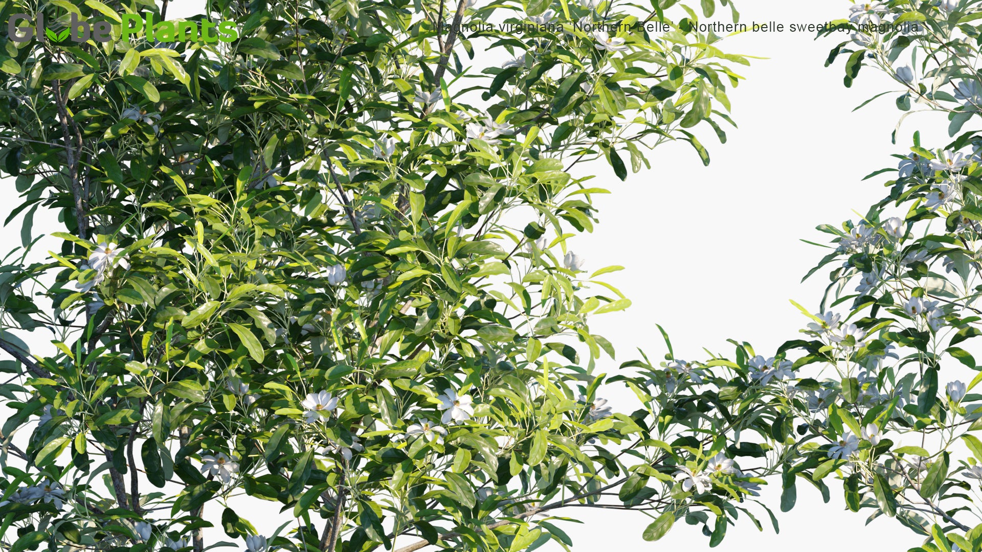 Magnolia Virginiana 'Northern Belle' 3D Model