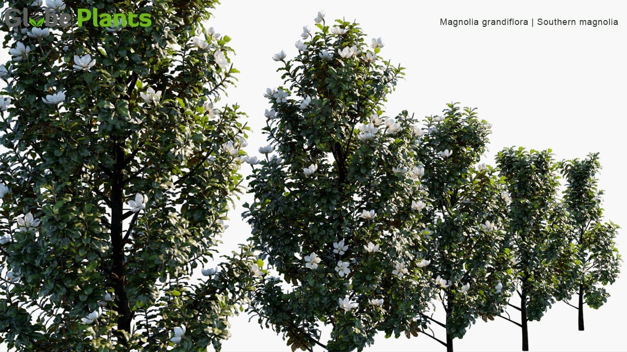 Magnolia Grandiflora 3D Model