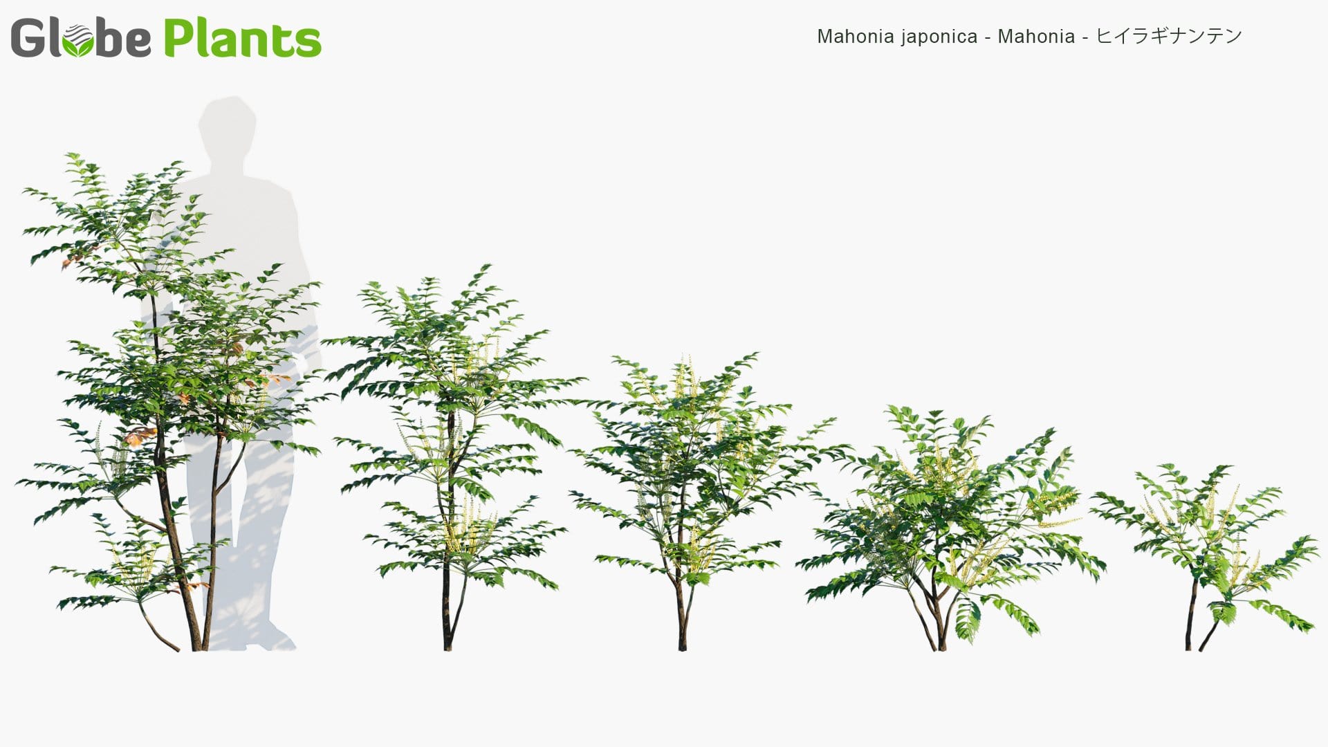 Mahonia Japonica - Mahonia, ヒイラギナンテン (3D Model)