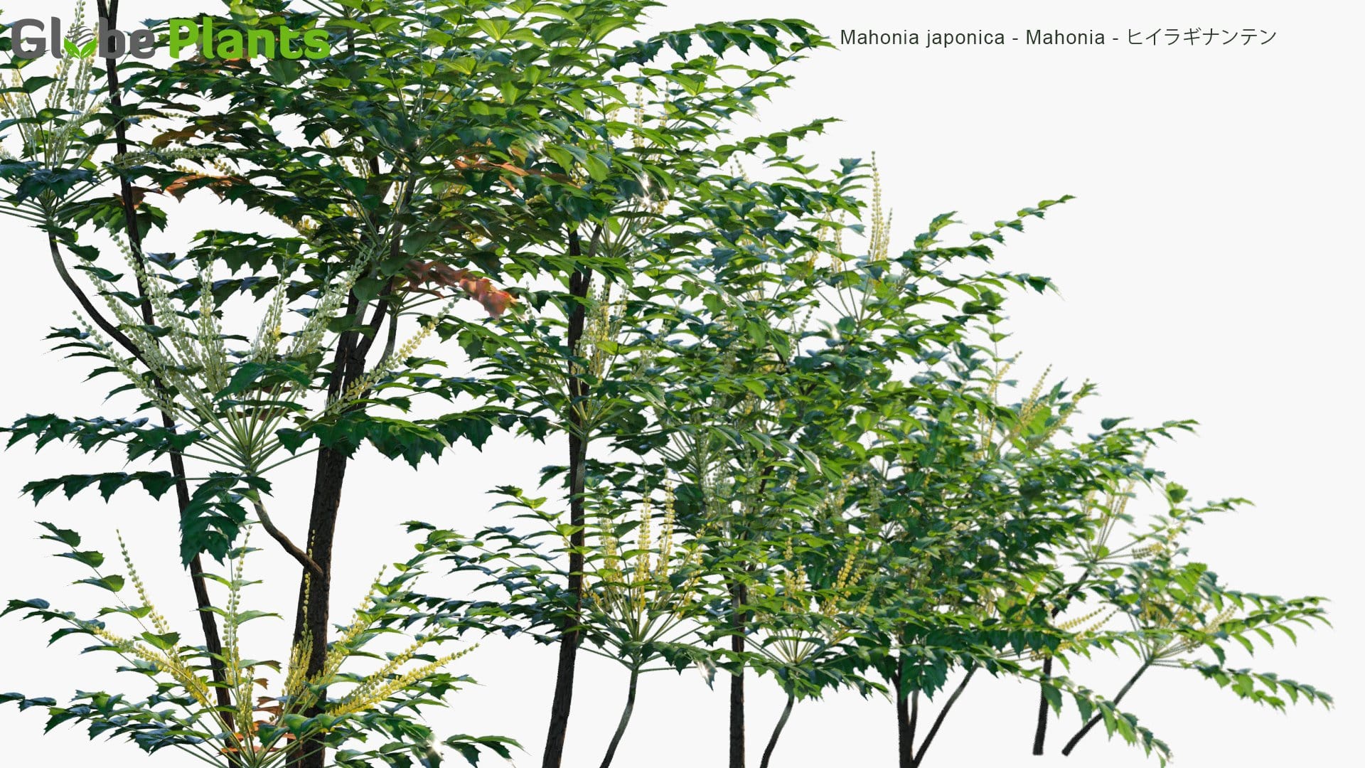 Mahonia Japonica - Mahonia, ヒイラギナンテン (3D Model)