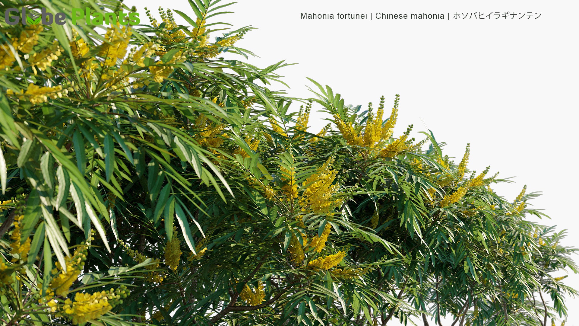 Mahonia Fortunei - Chinese Mahonia, ホソバヒイラギナンテン