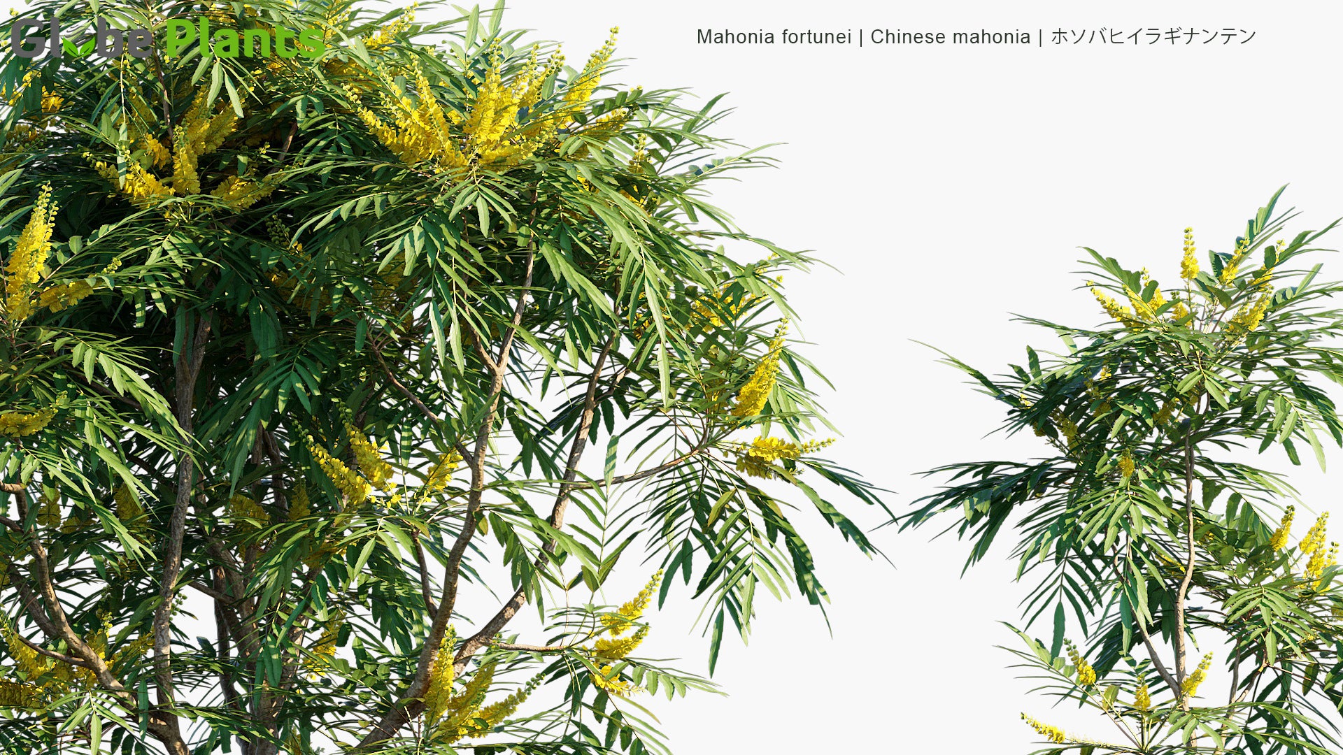 Mahonia Fortunei - Chinese Mahonia, ホソバヒイラギナンテン