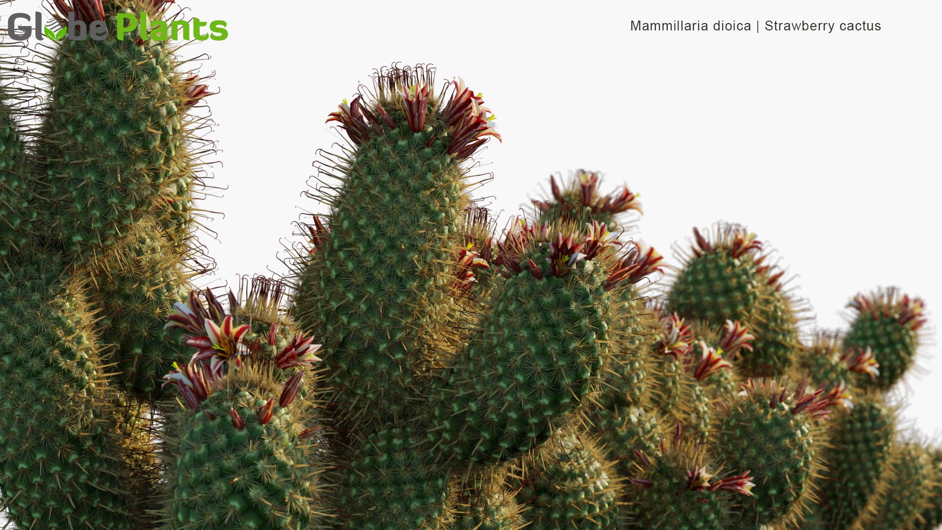 Mammillaria Dioica - Strawberry Cactus, California Fishhook Cactus, Strawberry Pincushion, Fishhook Cactus