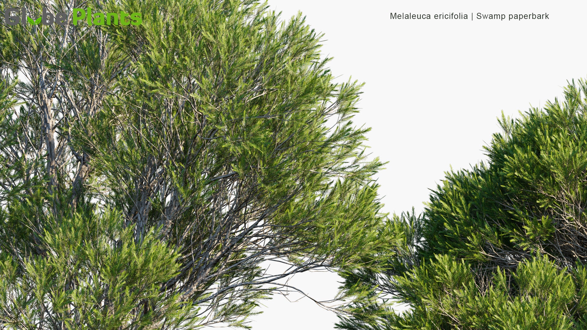 Melaleuca Ericifolia 3D Model