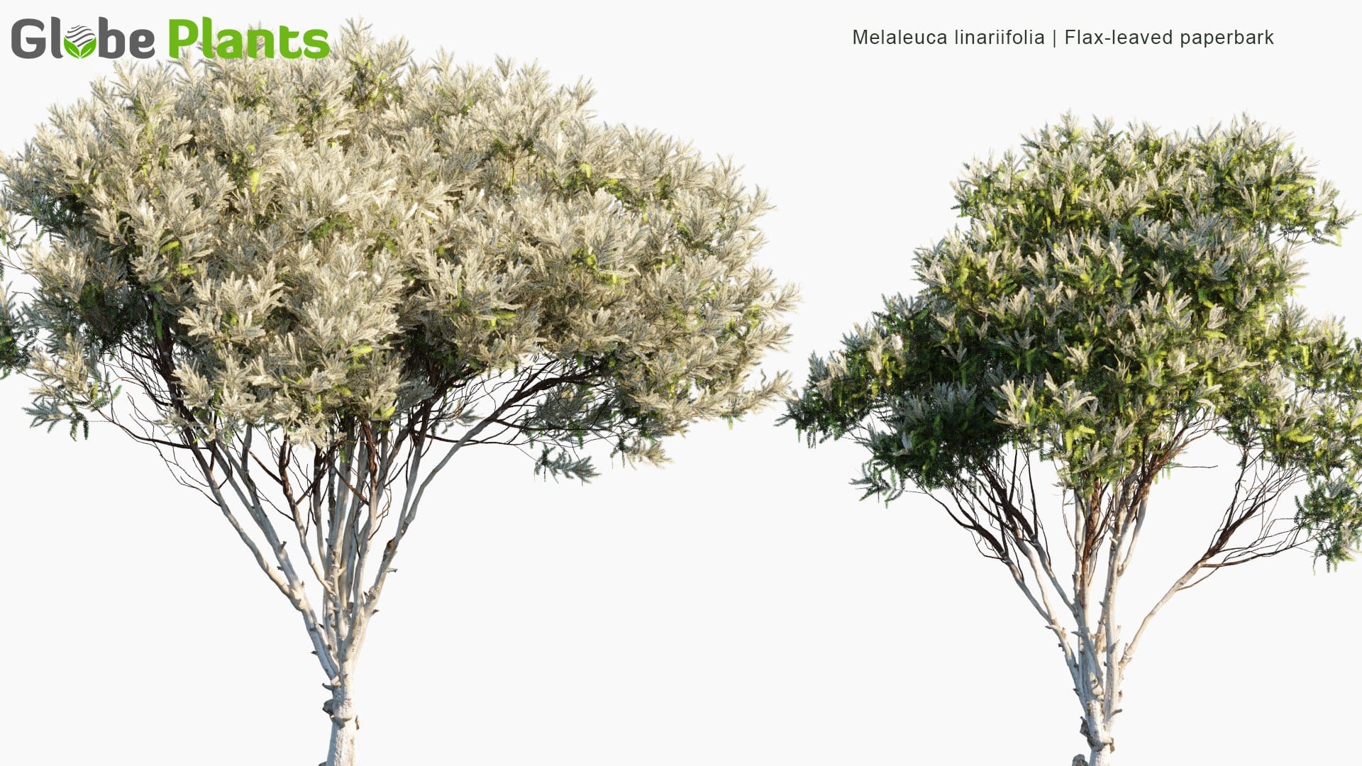 Melaleuca Linariifolia - Snow-In-Summer, Narrow-Leaved Paperbark, Flax-Leaved Paperbark (3D Model)