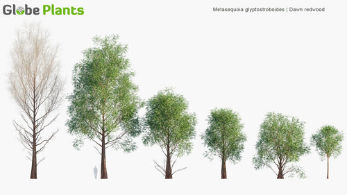 Metasequoia Glyptostroboides 