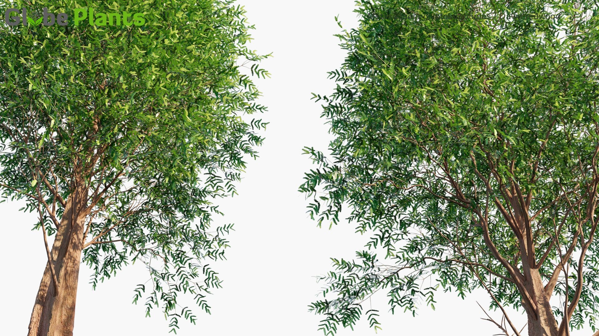 Metasequoia Glyptostroboides 3D Model