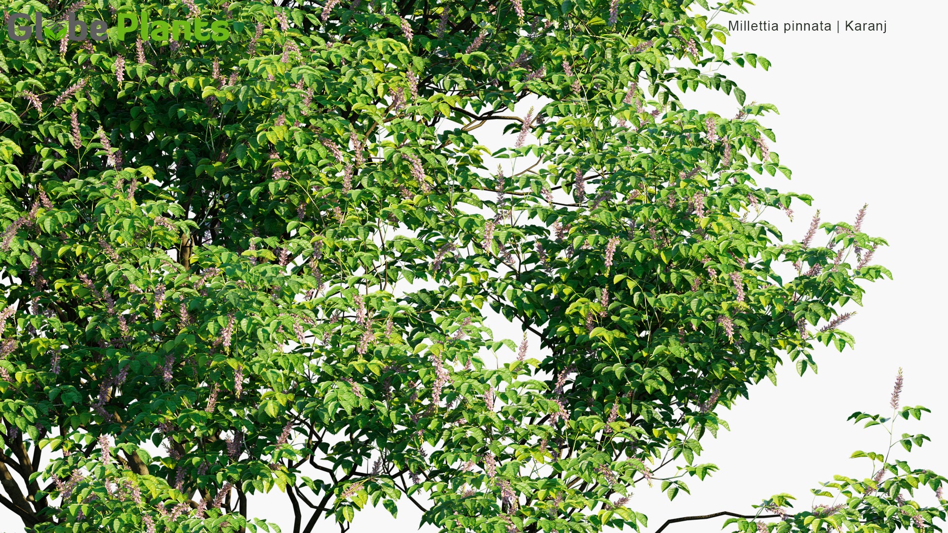 Millettia Pinnata - Karanj, Indian Beech M, Pongame Oiltree