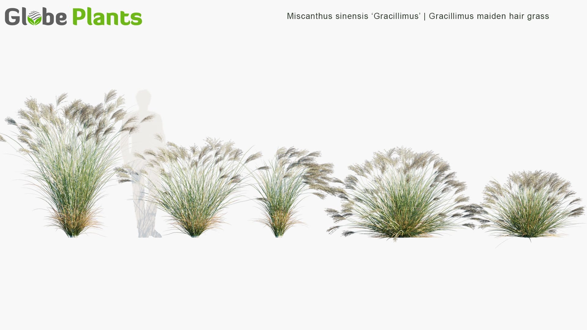 Miscanthus Sinensis 'Gracillimus' - Gracillimus Maiden Hair Grass (3D Model)