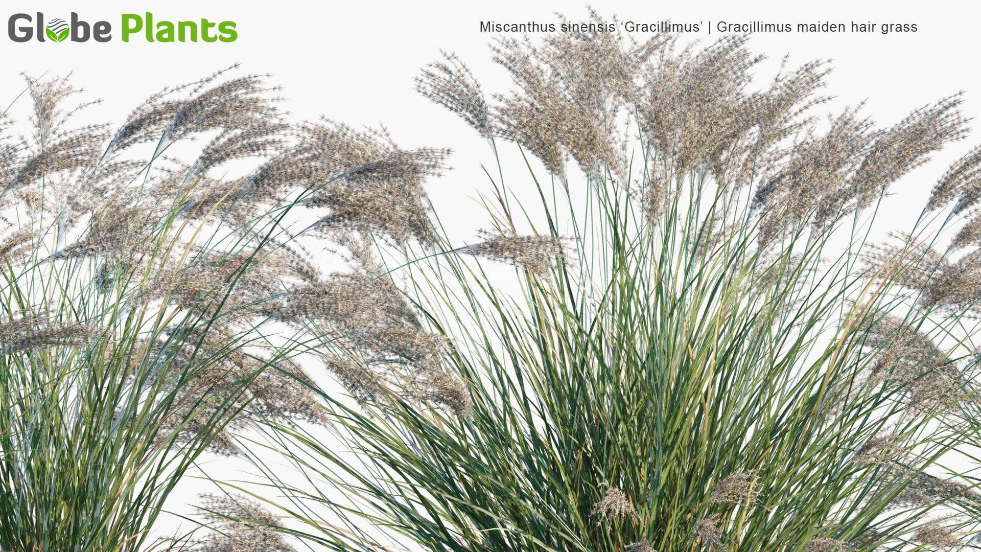 Miscanthus Sinensis 'Gracillimus' - Gracillimus Maiden Hair Grass (3D Model)