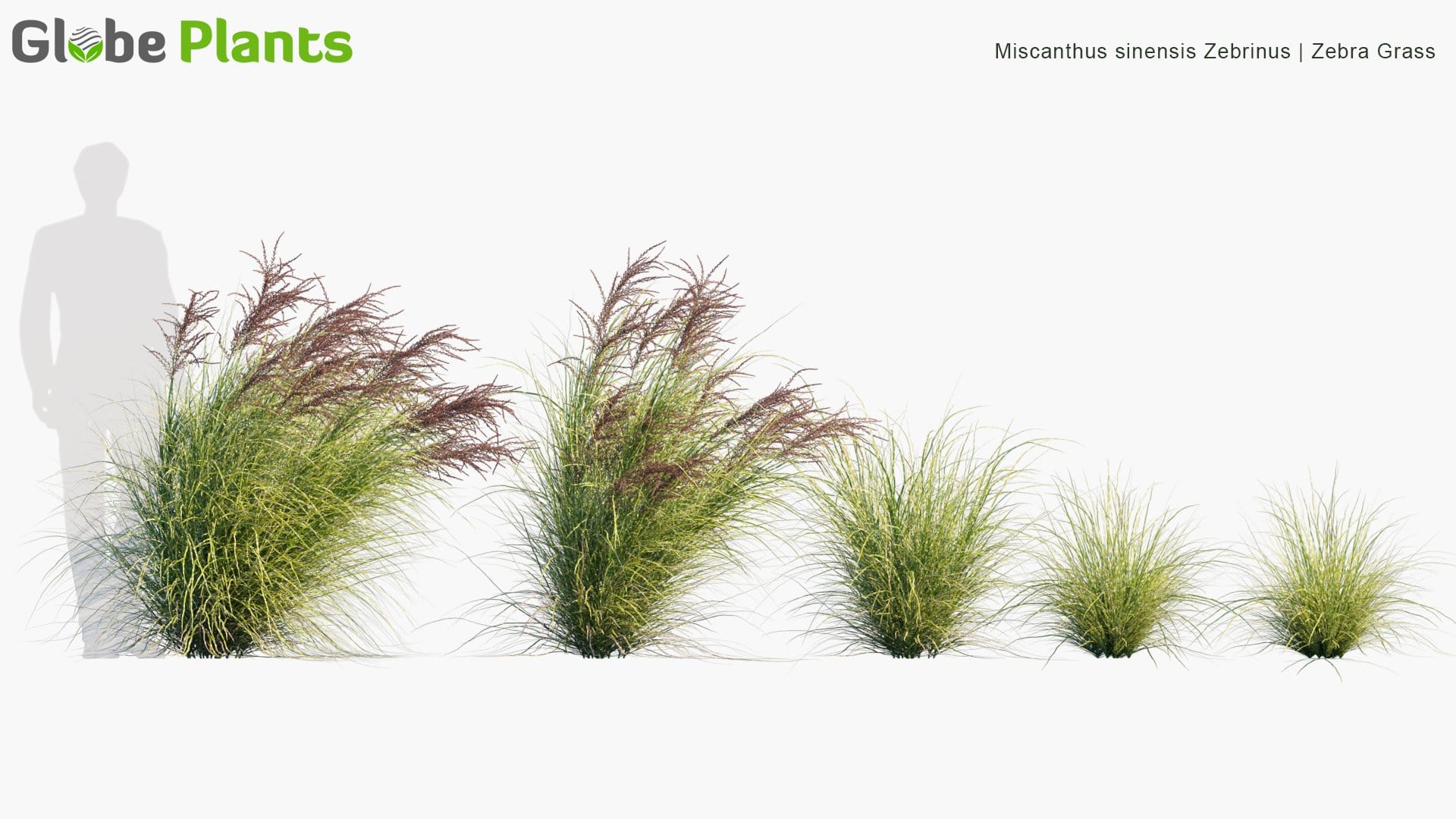 Miscanthus Sinensis Zebrinus - Zebra Grass (3D Model)