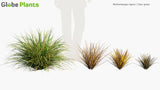 Load image into Gallery viewer, Muhlenbergia Rigens - Deer Grass