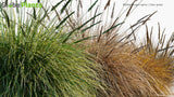 Load image into Gallery viewer, Muhlenbergia Rigens - Deer Grass