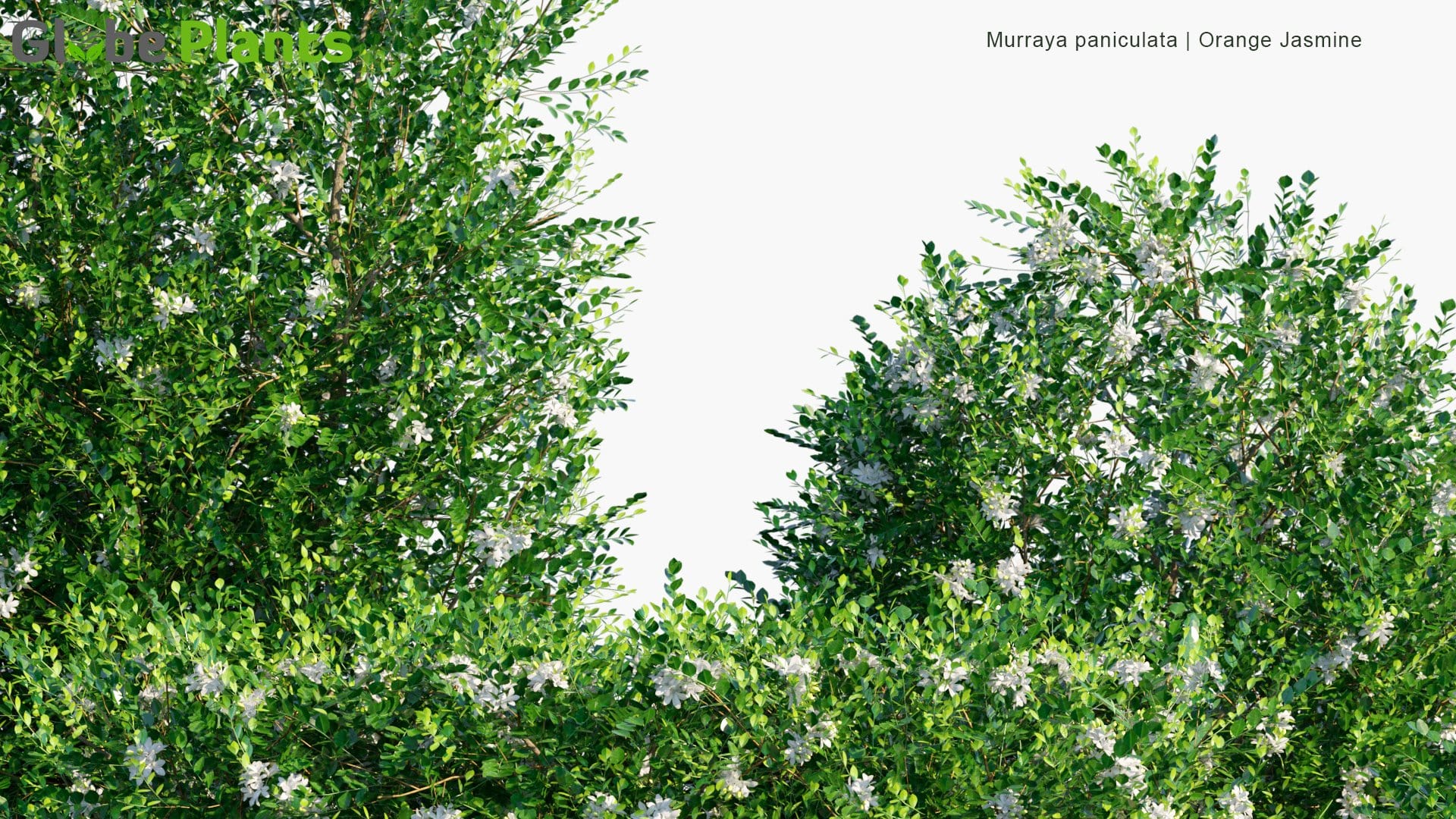 Murraya Paniculata - Orange Jasmine, Chinese Box, Mock Orange, Mock Lime, Satinwood, Lakeview Jasmine, Murta De Cheiro, Jasmim Laranja | Hedge (3D Model)