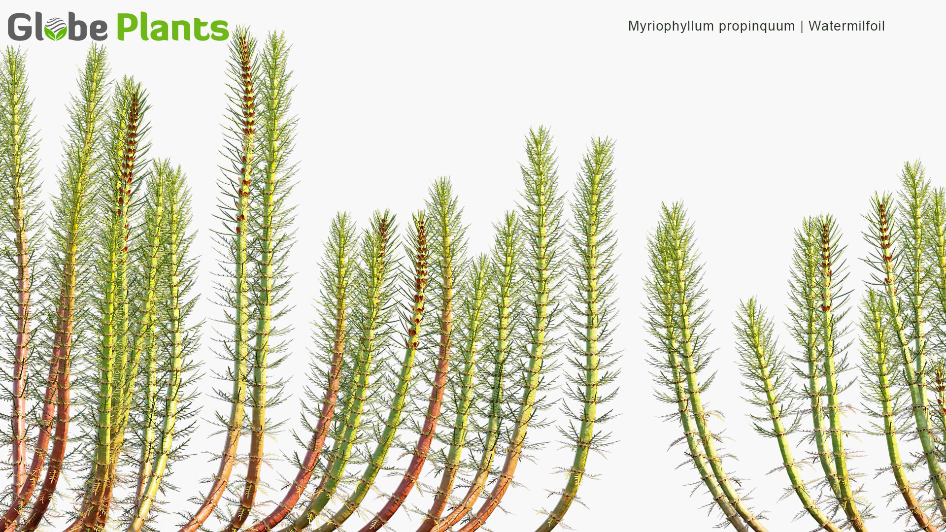 Myriophyllum Propinquum - Water Milfoil