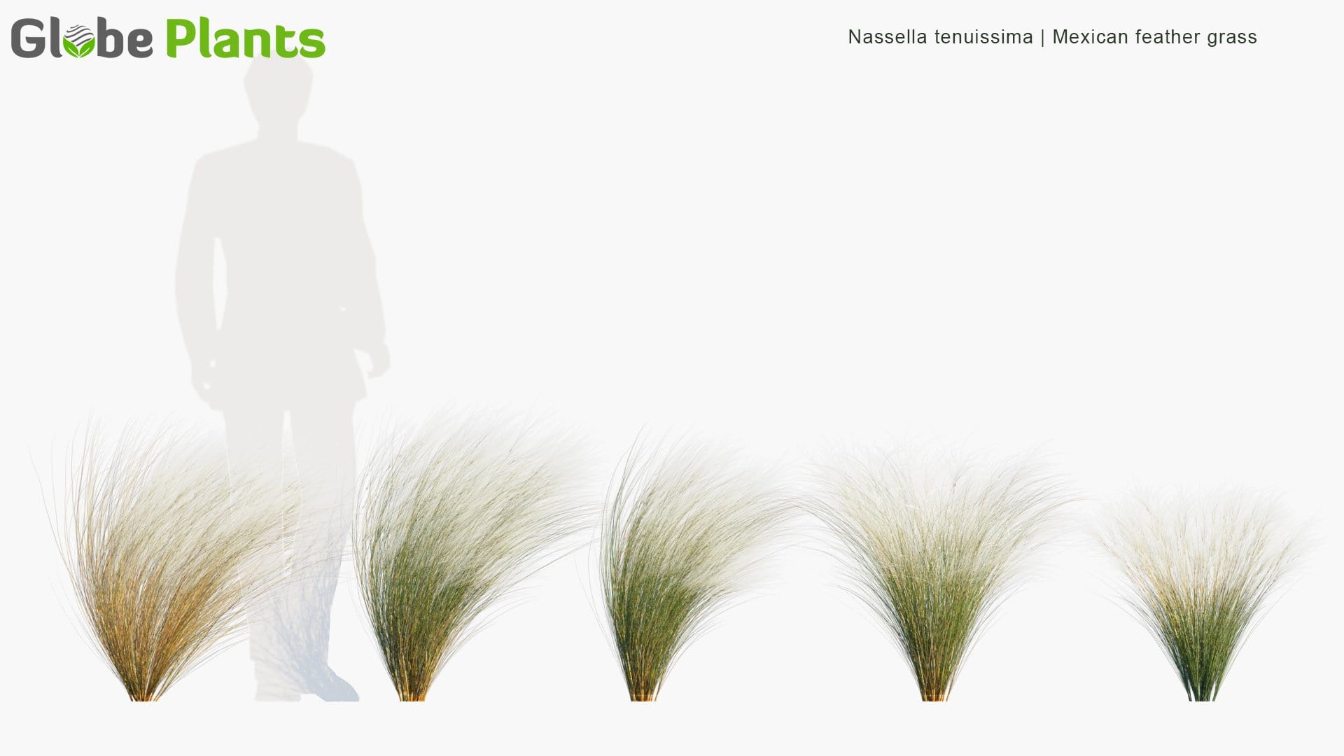 Nassella Tenuissima - Mexican Feathergrass, Finestem Needlegrass, Fineleaved Nassella, Argentine Needle-Grass (3D Model)