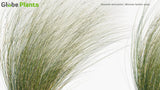 Load image into Gallery viewer, Nassella Tenuissima - Mexican Feathergrass, Finestem Needlegrass, Fineleaved Nassella, Argentine Needle-Grass (3D Model)