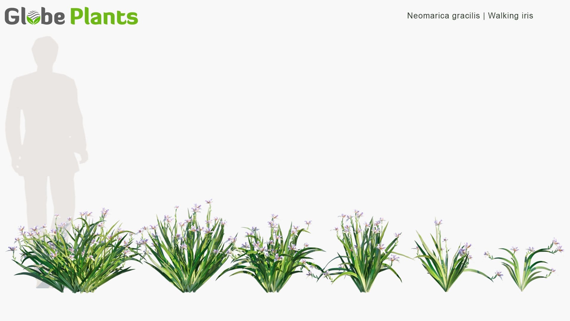 Neomarica Gracilis - Walking Iris (3D Model)