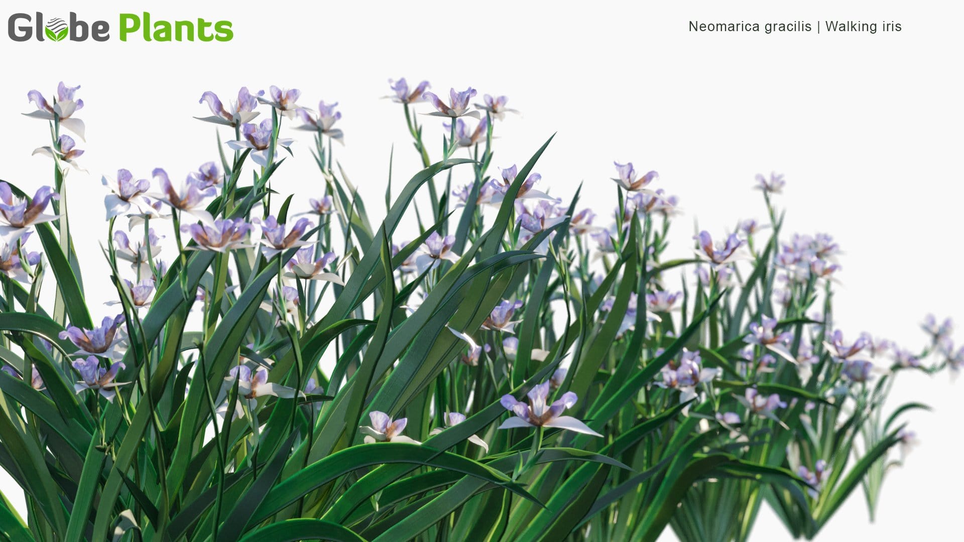 Neomarica Gracilis - Walking Iris (3D Model)