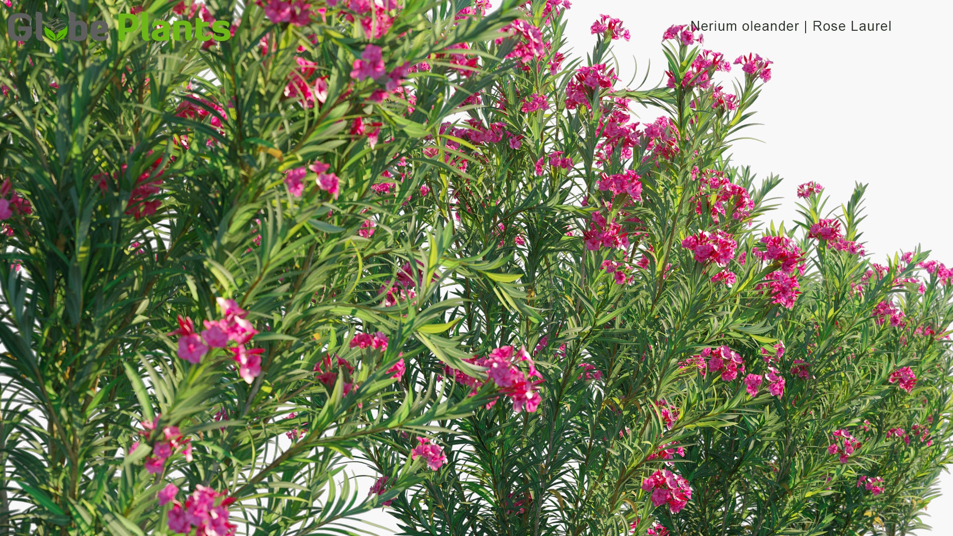 Nerium Oleander - Rose Laurel