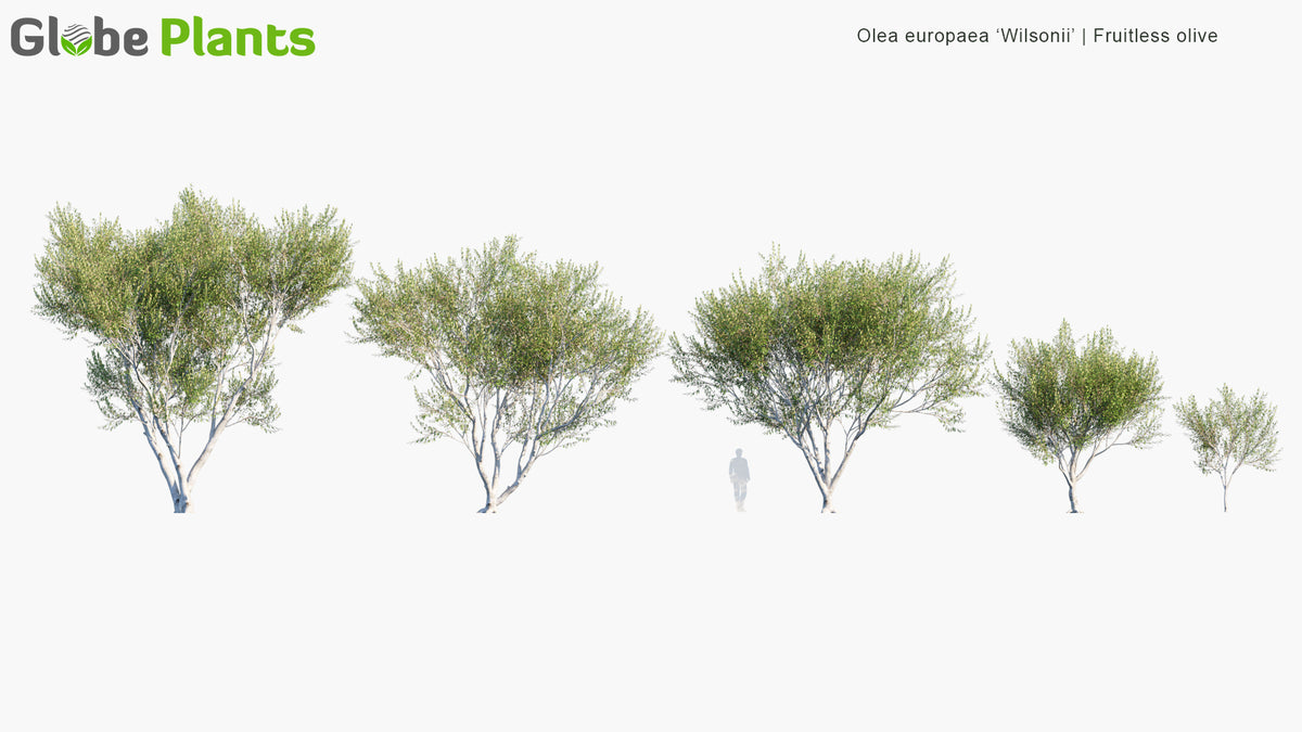 High Poly | 3D Olea Europaea 'Manzanillo' (Olive Tree Manzanillo)