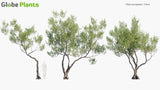 Load image into Gallery viewer, Olea Europaea - Olive (3D Model)