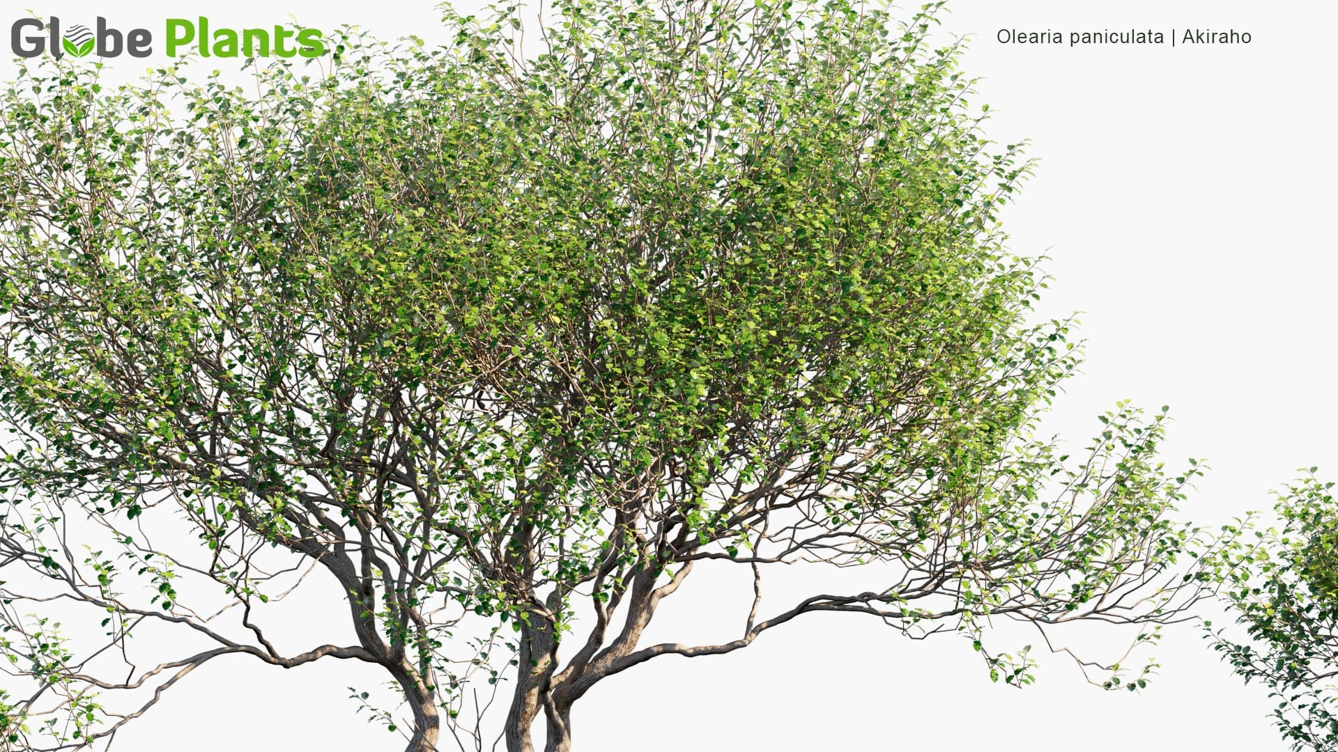 Oleria Paniculata 3D Model