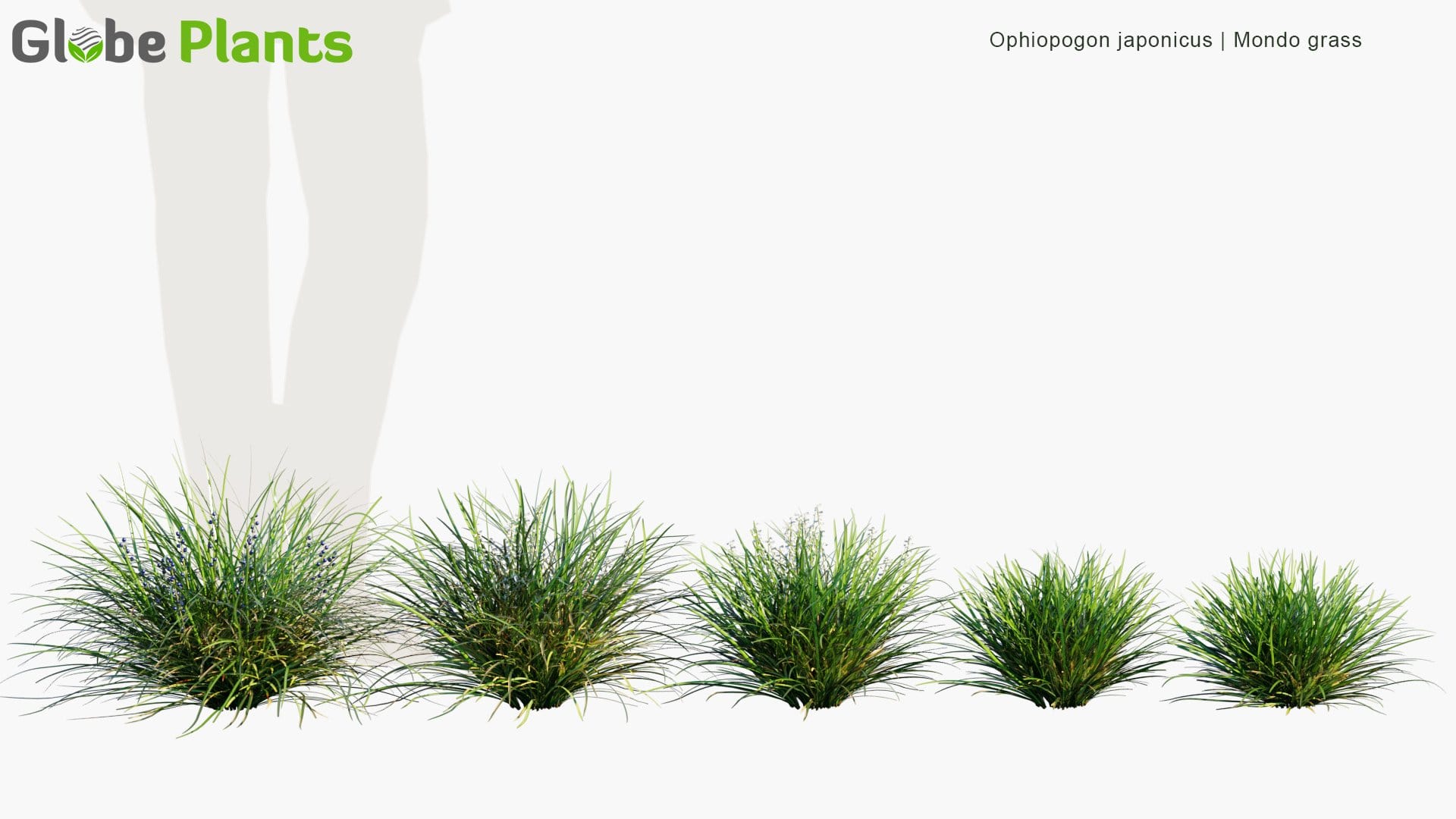 Ophiopogon Japonicus - Mondo Grass, Dwarf Lilyturf, Fountain Plant, Monkeygrass ,  リュウノヒゲ (3D Model)
