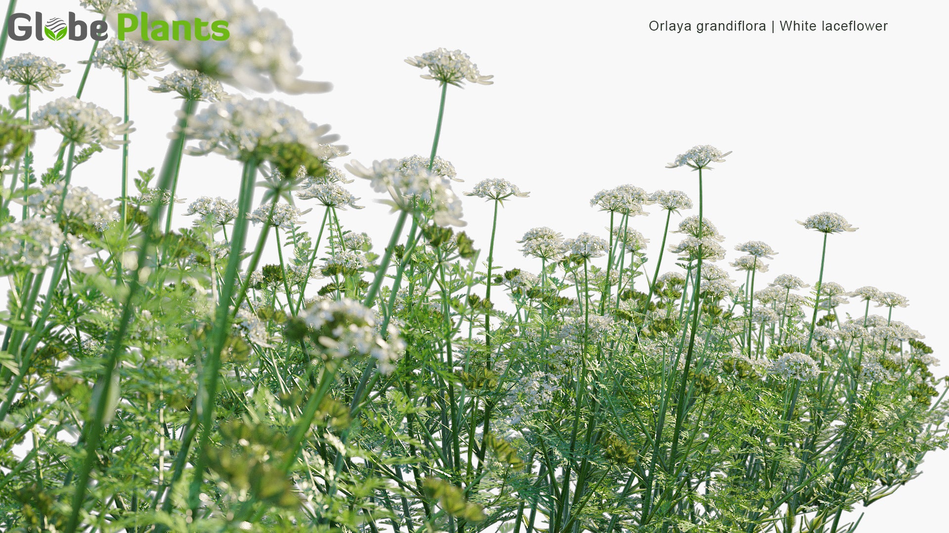 Orlaya Grandiflora - White Laceflower