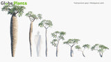 Load image into Gallery viewer, Pachypodium Geayi - Madagascar Palm (3D Model)