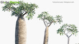 Load image into Gallery viewer, Pachypodium Geayi - Madagascar Palm (3D Model)