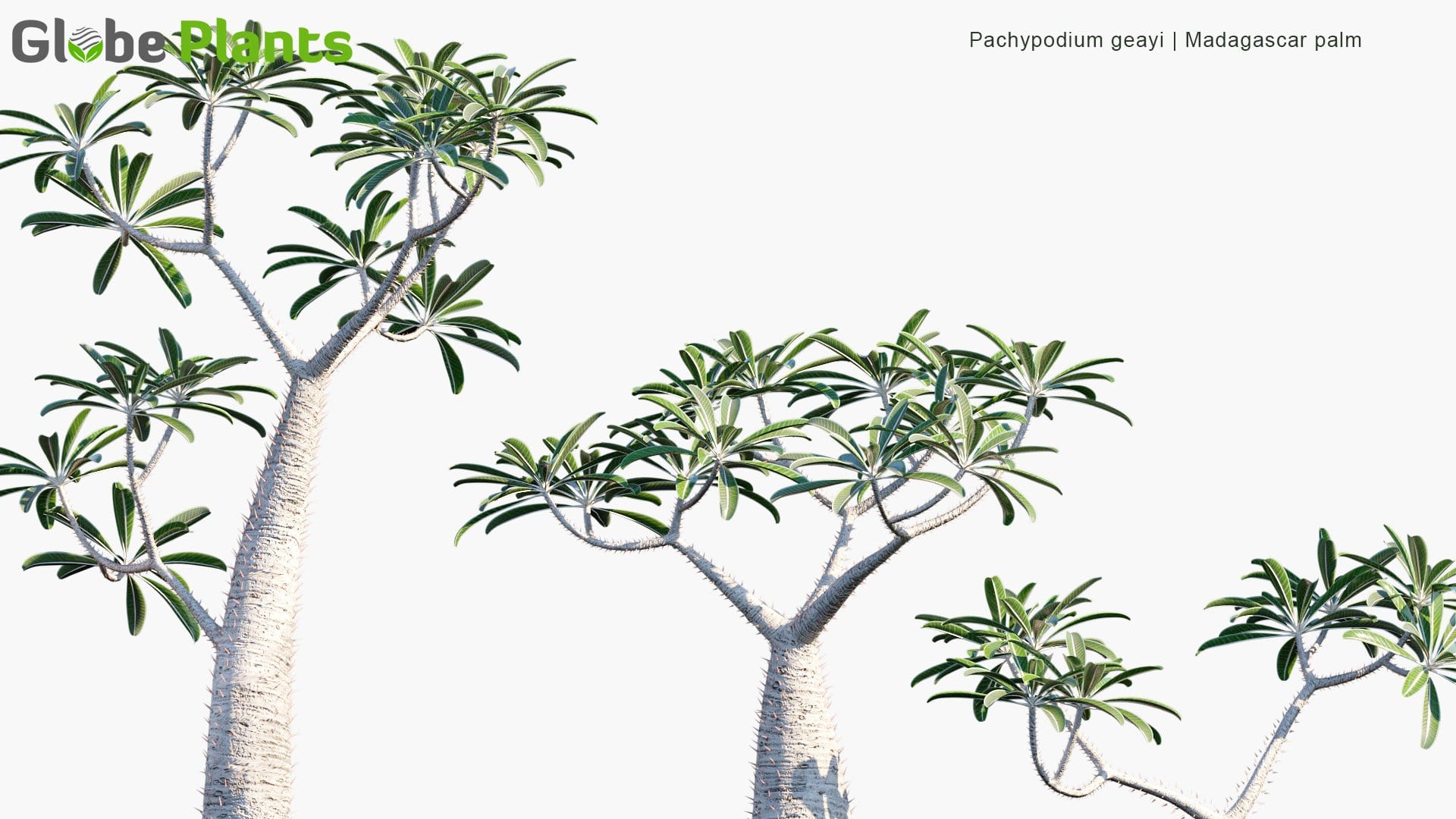 Pachypodium Geayi 3D Model