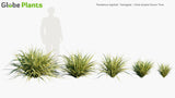Load image into Gallery viewer, Pandanus Baptistii &#39;Variegata&#39; - Gold-Striped Screw Pine