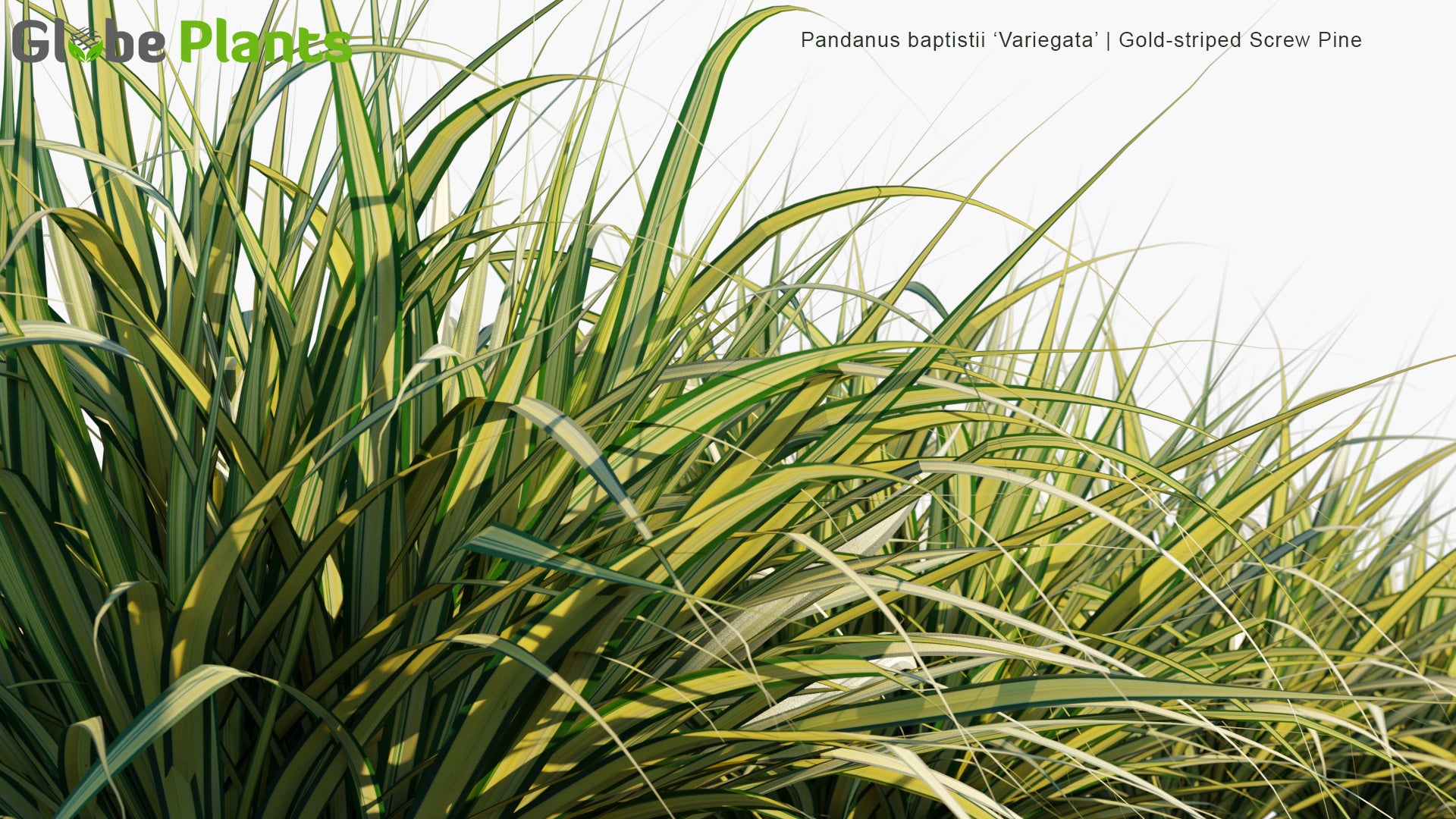 Pandanus Baptistii 'Variegata' - Gold-Striped Screw Pine