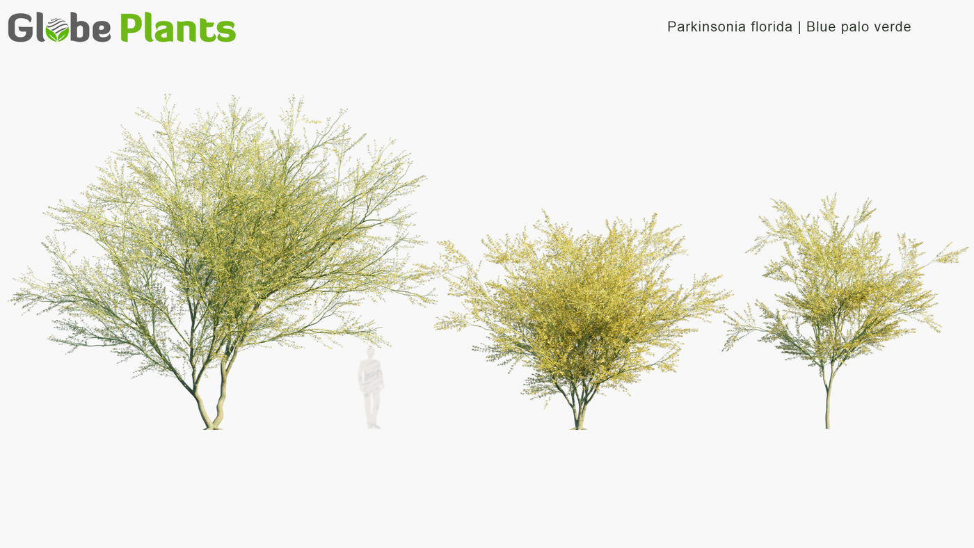 High Poly | Parkinsonia Florida (Blue Palo Verde) 3D Model