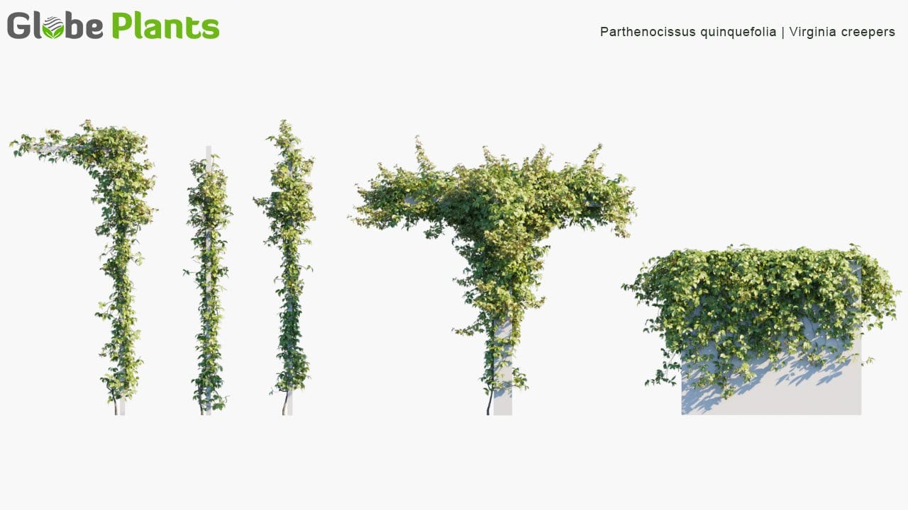Parthenocissus Quinquefolia - Virginia Creepers (3D Model)