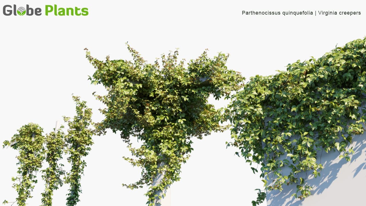 Parthenocissus Quinquefolia - Virginia Creepers (3D Model)