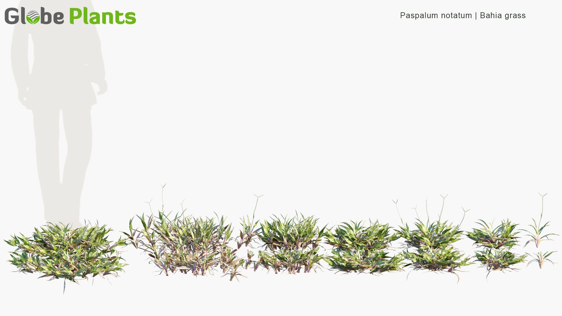 Paspalum Notatum - Bahia Grass (3D Model)