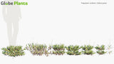 Load image into Gallery viewer, Paspalum Notatum - Bahia Grass (3D Model)