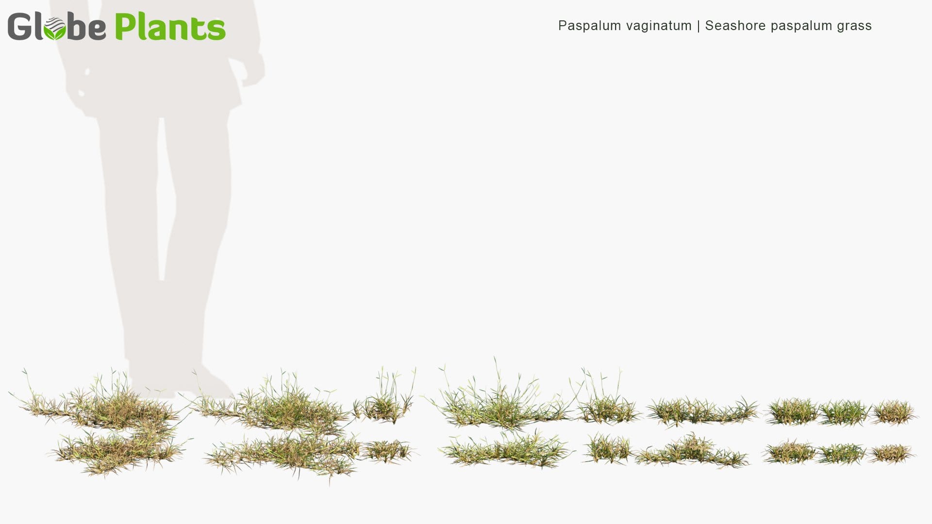 Paspalum Vaginatum - Seashore Paspalum, Biscuit Grass, Saltwater Couch, Silt grass, Swamp Couch (3D Model)