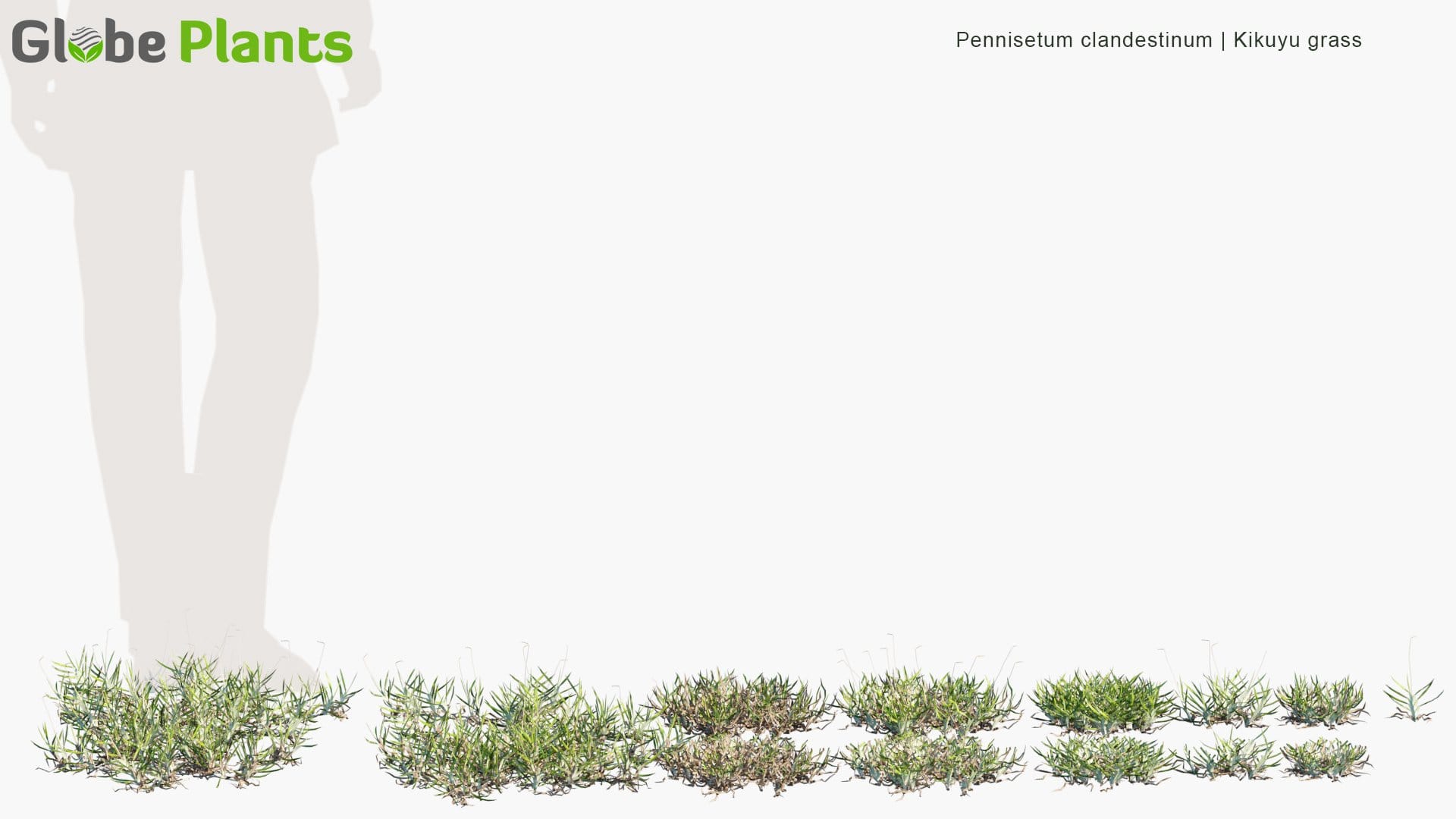 Pennisetum Clandestinum - Kikuyu Grass (3D Model)