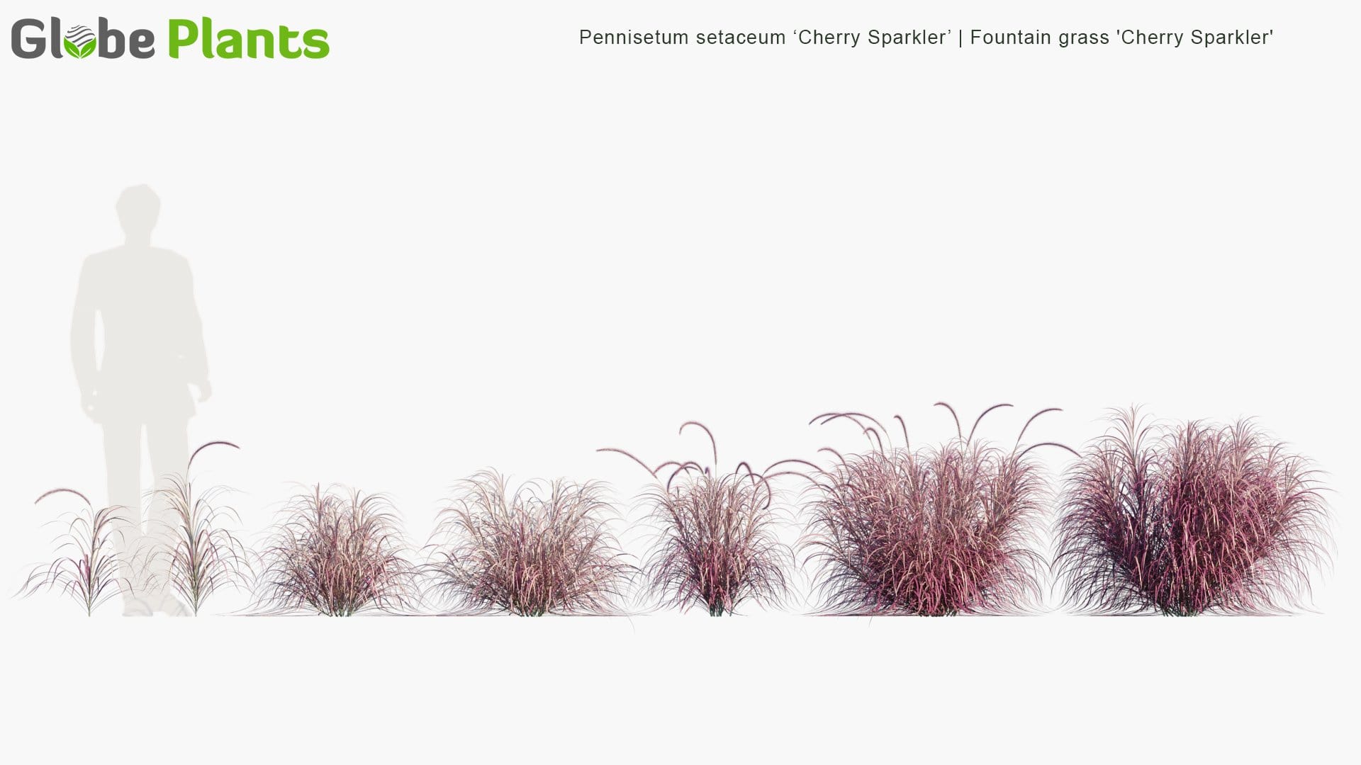 Pennisetum Setaceum ‘Cherry Sparkler’ - Fountain Grass 'Cherry Sparkler' (3D Model)