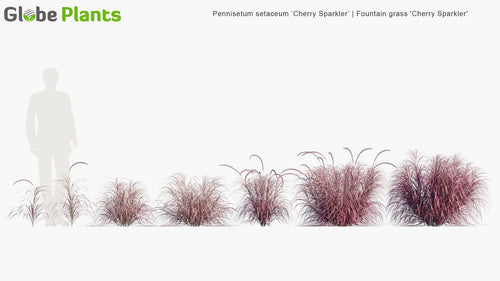 Pennisetum Setaceum ‘Cherry Sparkler’ 