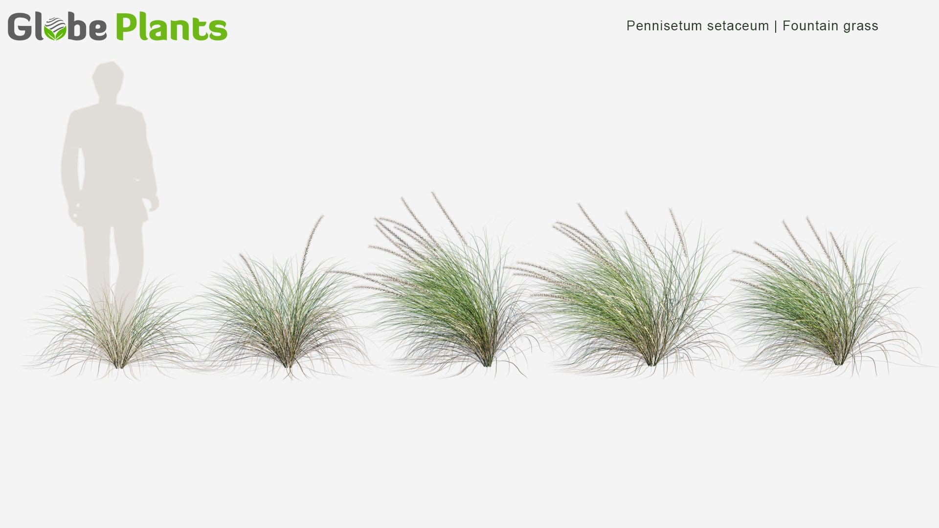 Pennisetum Setaceum - Fountain Grass (3D Model)